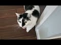 Ugh You D Think I Starve Them Cats Meowing Loudly For Precious Food