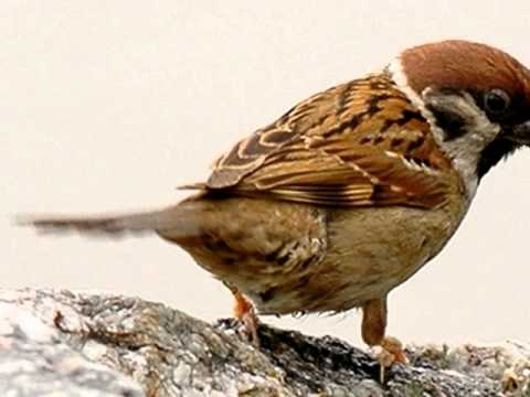 09/07/2011 - Sábado - www.TempoComDeus.com.br - A Oração te Conecta!