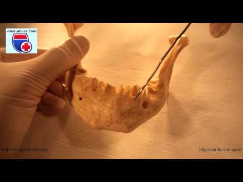 Анатомия нижней челюсти