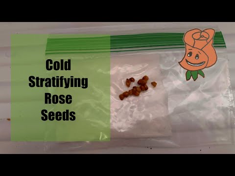 Cold Stratifying Rose Seeds: Everything you need to know to successfully stratify your rose seeds