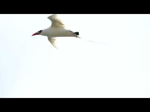 Red-tailed Tropicbird's morning routine