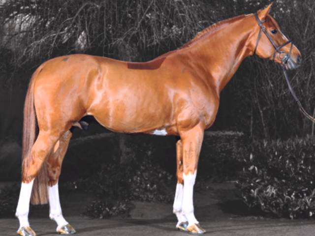 The father of this frozen embryo is the Olympic stallion Emerald van't Ruytershof with rider Harrie Smolders.