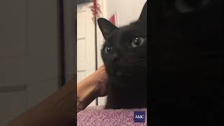 Download lagu How Cats Say 'I Love You' mp3 Download lagu How Cats Say 'I Love You' mp3