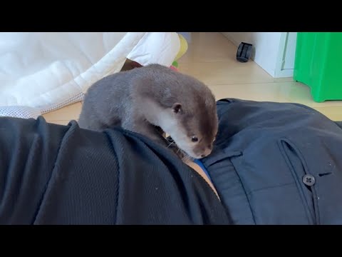 猫とイチャイチャする猫、人とイチャイチャするカワウソ A cat cuddling with another cat, an otter cuddling with a person