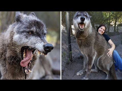 YouTube video about: How much do wolves cost?