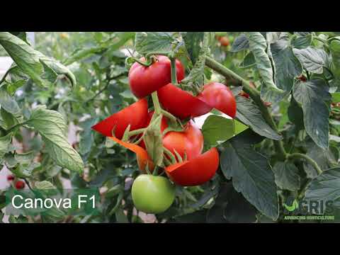 Canova F1 - Cultura de tomate în jud. Prahova, loc. Olari, la domnul Chiru Gabriel