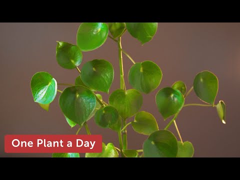 image-How do you care for a coin Leaf plant?