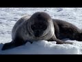 Seal pup's underwater lessons - Animal Super Parents: Episode 1 Preview - BBC One