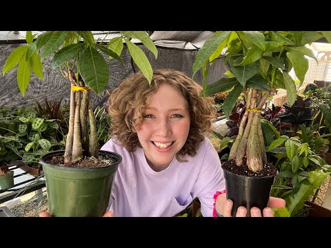 Growing a Healthy Money Tree & How to Deal with Braided Trunks
