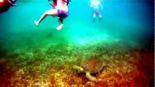 preview picture of video 'Tortuga en la Playa de Akumal'