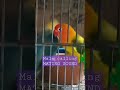 AFRICAN LOVEBIRDS MALE CALLING MATING SOUND #albs2 #africanlovebird #lovebirds