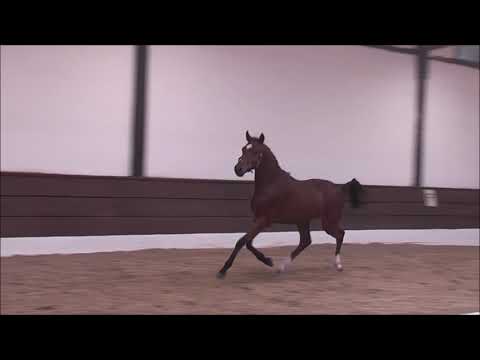 PAV DAKOTAZ 1j. v. Del Sol - Niveau ONLINE-AUKTION