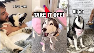 Daily Life With a Talking Husky | Compilation 2