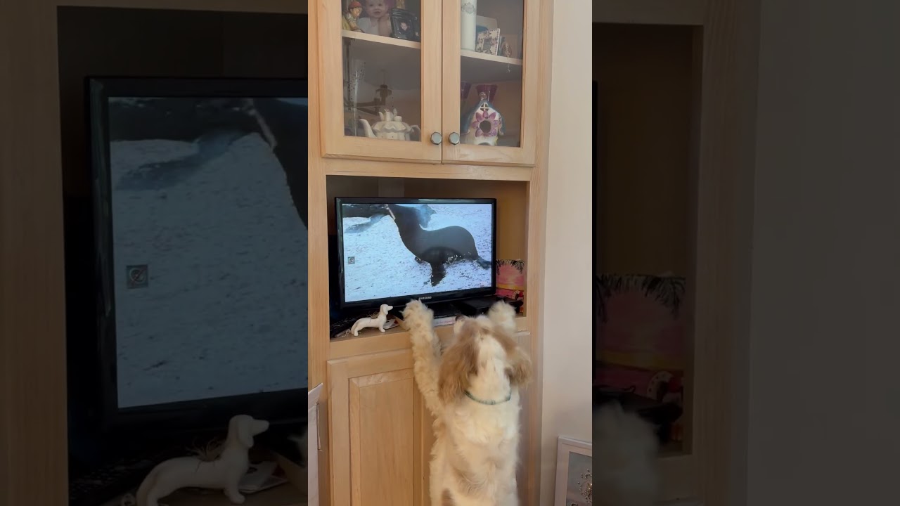 Enlarge Icarus, a Adoptable Cocker Spaniel in New York, NY video 6/6