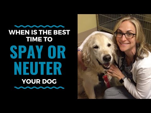 When is the best time to spay or neuter your dog? Vlog 62