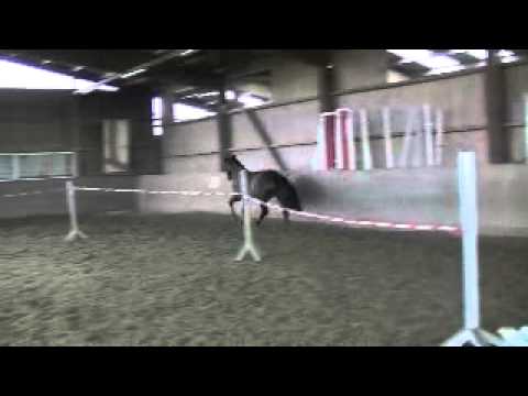 Wannebe Crazy (Caladina) v. Calido/Barinello