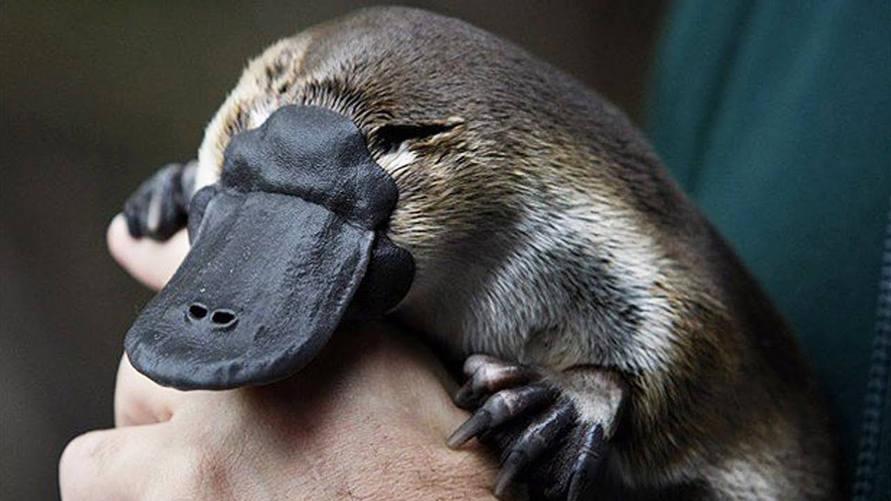 L'ornithorynque n'est pas n'importe qui - ZAPPING SAUVAGE