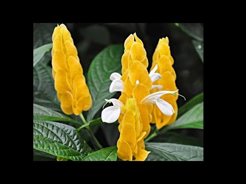 , title : 'Lollipop plant | Golden Shrimp plant | Pachystachys Lutea | Prema's Garden'