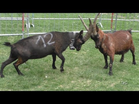 Battaglia delle capre - Carema 2018
