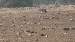 Hyena vs. 2 Lions at Watering Hole (Part 1 of 3)