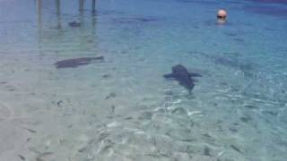 preview picture of video 'comida napoleon y tiburones fakarava'