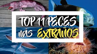 😱TOP 11 Peces más extraños y raros del mundo🌏