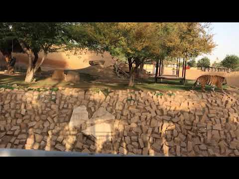 Tiger angry walk in riyadh zoo