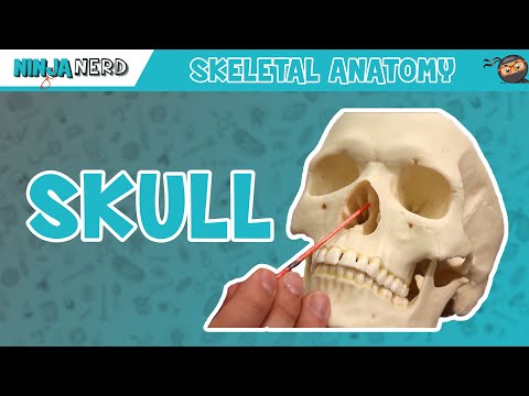Skull Anatomy - Older Version