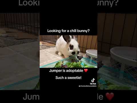 Jumper, an adopted Bunny Rabbit Mix in Huntsville, AL_image-1