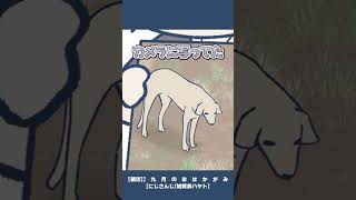 新たなモンゴル犬画像を見せてくれる加賀美ハヤト #shorts【手描き切り抜き / 加賀美ハヤト / にじさんじ】