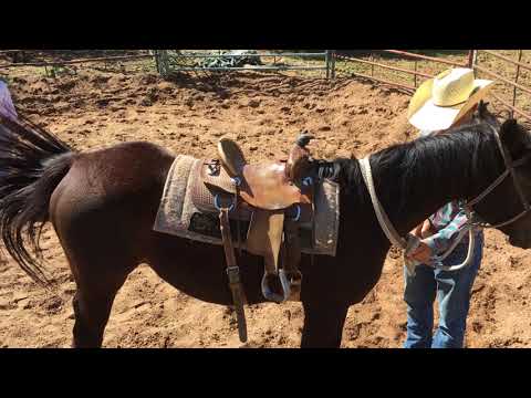 Ten year old Trace Barrett starting a colt.