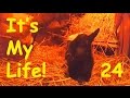 Василиса родила! РОДЫ У КОЗ. Это моя жизнь в деревне! It's My life,24 ...