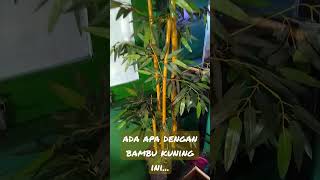 Download lagu ada apa dengan bambu kuning ini... hiasan di pojok ruangan. mp3