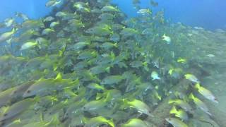 preview picture of video 'Cabo Pulmo, Sea of Cortez Schools of Fish'