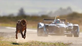 Drag Race: Formula E Car vs Cheetah  WhatsApp Stat
