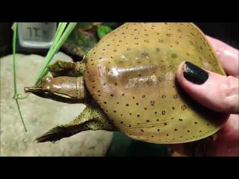 Tortugas de caparazón blando