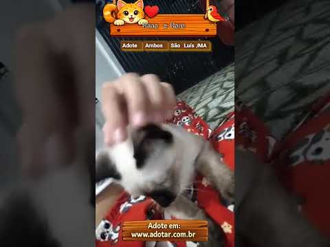 Vídeo de Hana e Haru