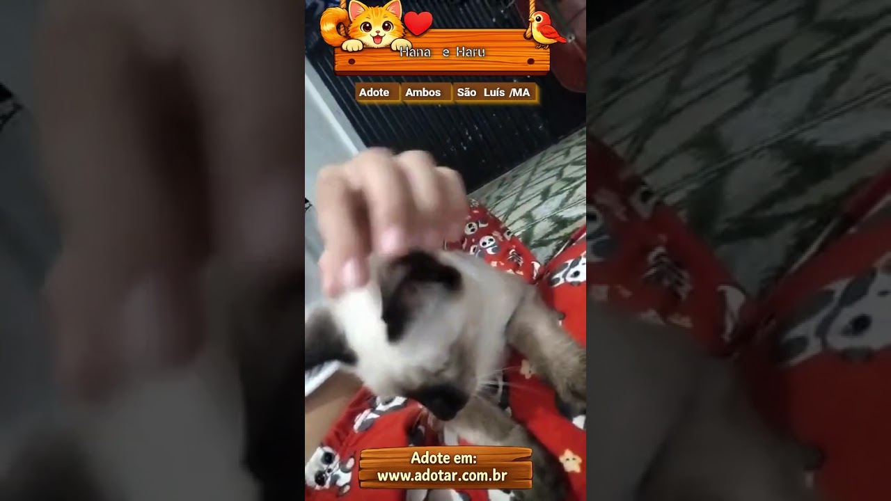 Gato raça SRD-ViraLata idade Abaixo de 2 meses nome Hana e Haru