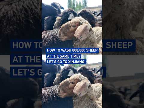 How to wash 800,000 sheep at the same time? Let's go to Xinjiang!