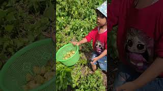 Download lagu panen buah langka #shorts mp3 Download lagu panen buah langka #shorts mp3