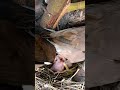 Myna Bird Tiny Babies P 3 Shorts Shortsvideo Ytshorts Viral Short