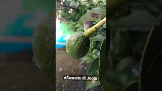 Download lagu #sesuatu di Jogja mp3