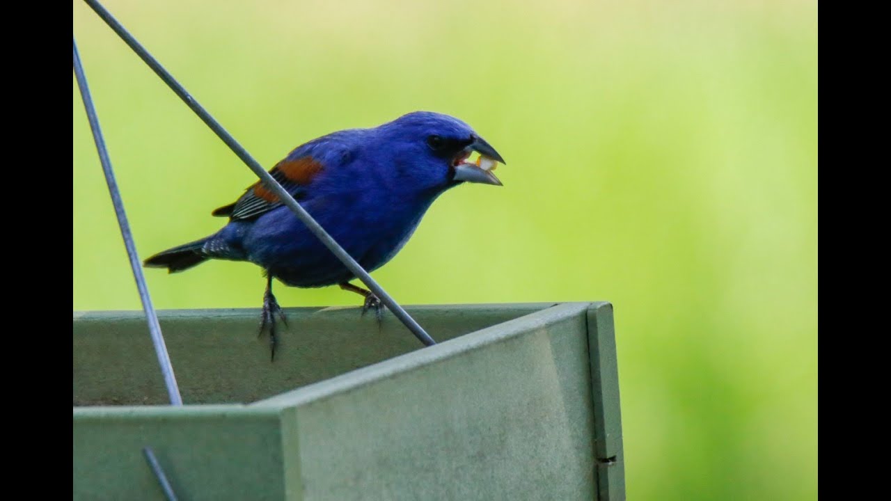 Birdwatching at Illinois Beach State Park — Steve Nichols