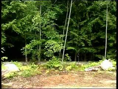 Ghost Video, Ghostly Shadow In Dudley Town Woods