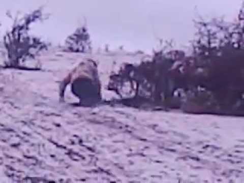 Borumlaca-LaSaniush:)))