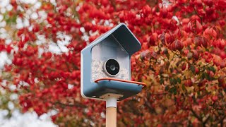 Birdbuddy 2 AI Smart Camera Bird Feeder // Home Tech!