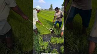Rice crop is grown like grass