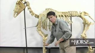 The Horse&#39;s Skeleton: Overview