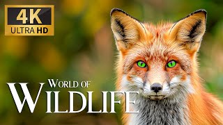 World of Wildlife 4K 🐾 Discovery Mysteries of the Wild ~ Unveiling Nature's Secrets