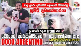 ලංකාවේ  එකම KASL Registered  සුප්‍රසිද්ධ Dogo Argentino | Best Guard Dog | Ceylon Pet Media